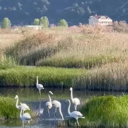 Apartment View Of Flamingos *