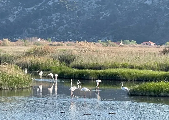 View Of Flamingos 公寓 Shëngjin
