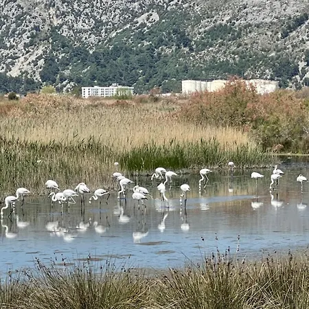 View Of Flamingos Daire