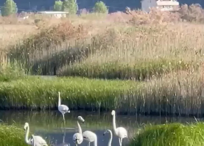 公寓 View Of Flamingos *