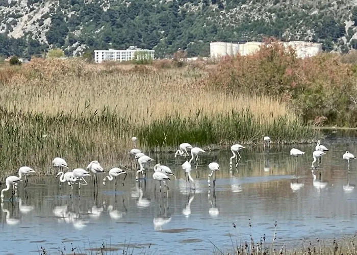 View Of Flamingos 公寓